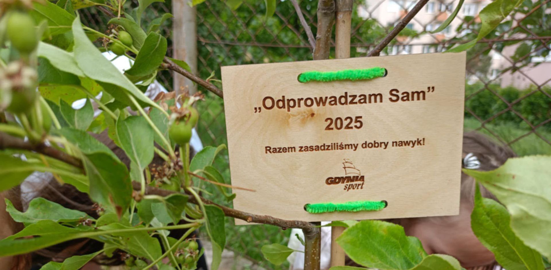 zdjęcia sadzonek